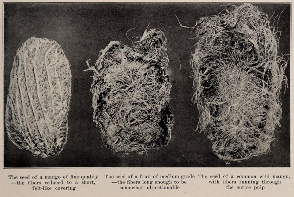 Mango seeds, photo from The Encyclopedia of Food by Artemas Ward; "The seed of a mango of fine quality - the fibers reduced to a short, felt-like covering; The see of a fruit of medium grade - the fib