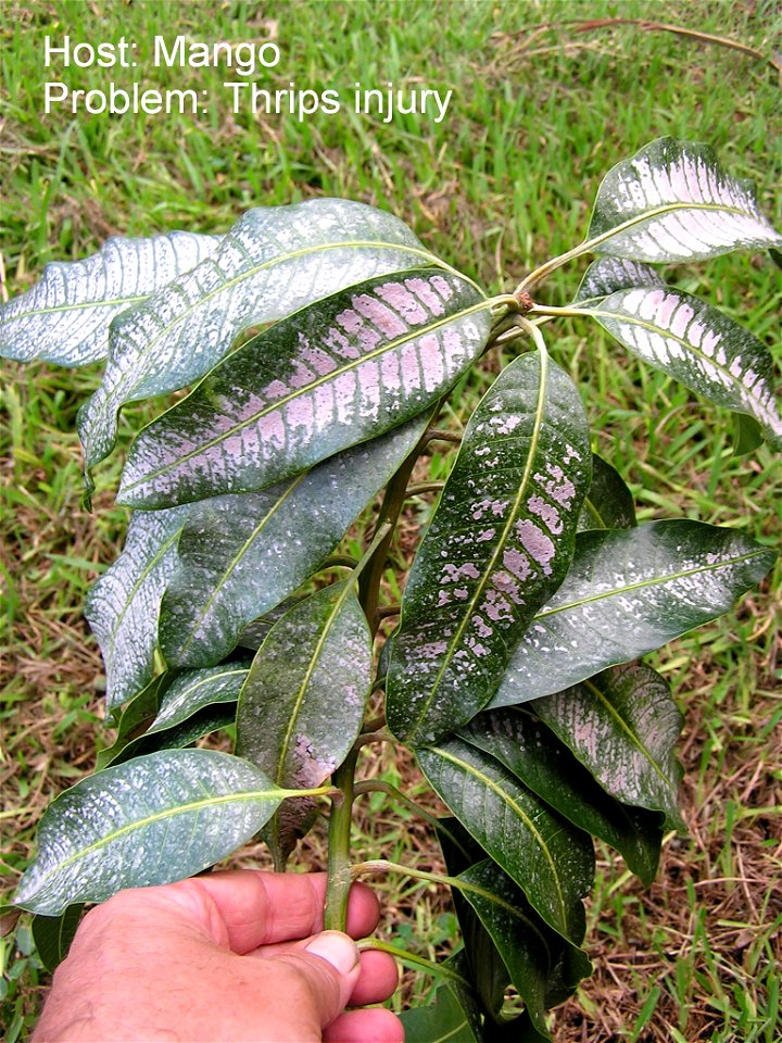 Redbanded thrips (Selenothrips rubrocinctus) feeding injury to mango leaves (Mangifera indica).