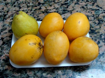 "Criollo" mango fruits (Mangifera indica) cultivated in Venezuela, with a pear to compare size.