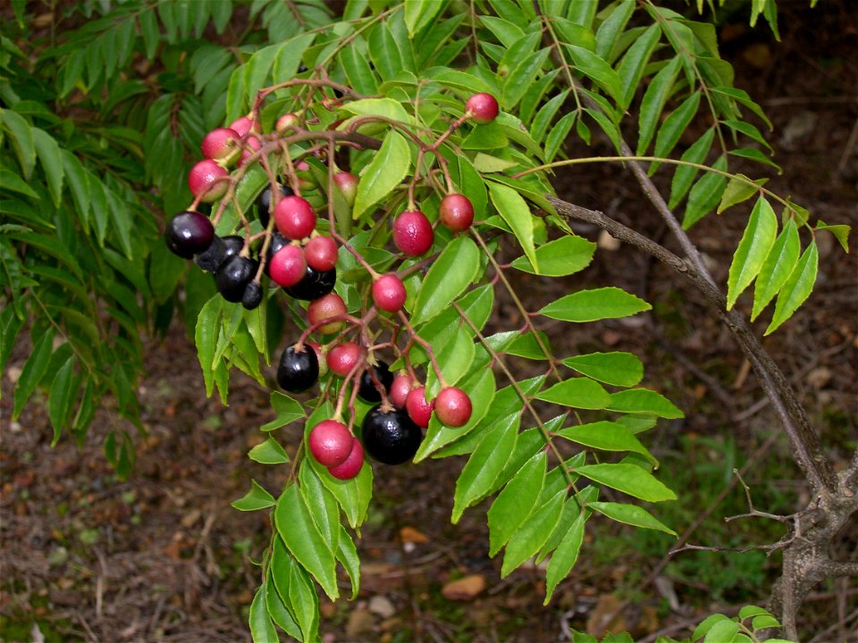 Ripe & Unripe fruits of the Curry leaf plant (Murraya koenigii)