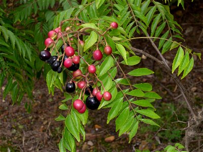 Ripe & Unripe fruits of the Curry leaf plant (Murraya koenigii)