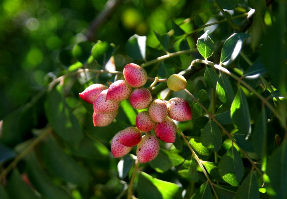 Fruits of the Curry Patta Tree growing in our backyard in Mesa, Arizona, U.S.A.
