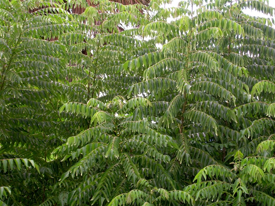 Photo taken from my garden.