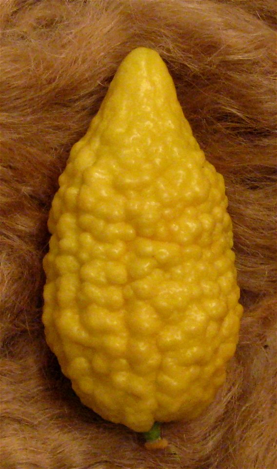 Braverman sub-variety of en:Balady citron