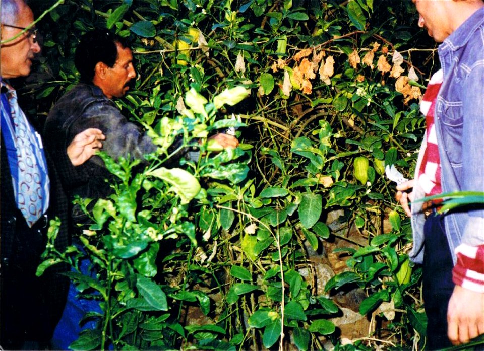 The berbers at their etrog plantation