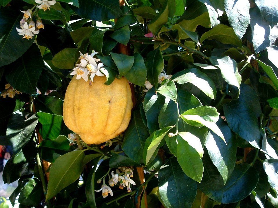 Citrus medica
Foto di Marrabbio2