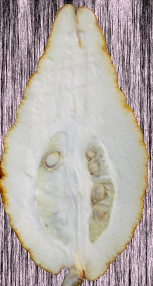 Cross section Lefkowitz Citron