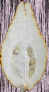 Cross section Lefkowitz Citron