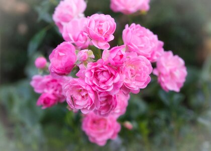 Romantic rose flower greeting card photo