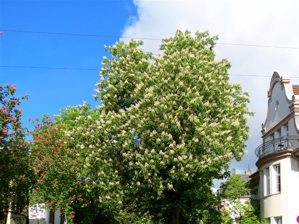 Kastanienblüte (Aesculus hippocastanum) an der Bismarckstraße in Saarbrücken