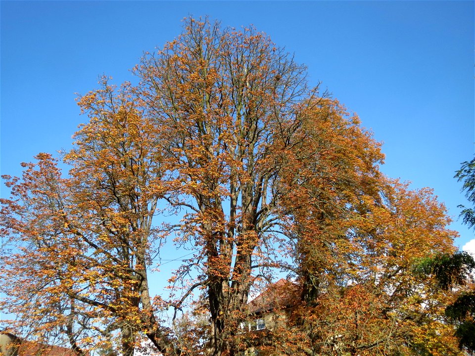 Naturdenkmal: Rosskastanien (Aesculus hippocastanum) am Friedrichsbad (Hockenheim)