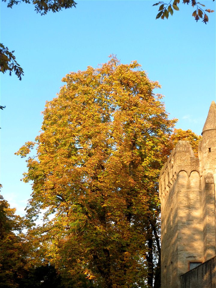 Rosskastanie (Aesculus hippocastanum) im Domgarten Speyer