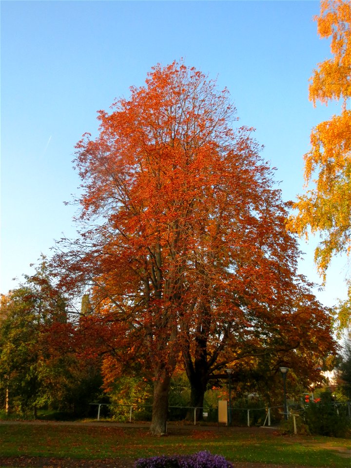 Rosskastanie (Aesculus hippocastanum) in Ebertpark Hockenheim