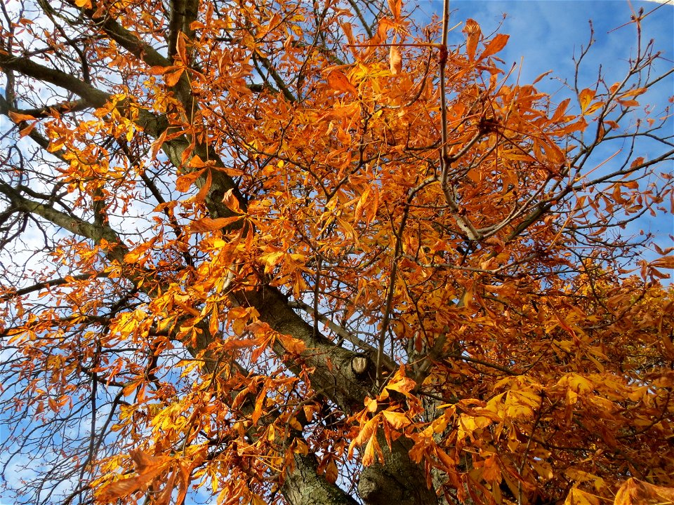 Rosskastanie (Aesculus hippocastanum) in Saarbrücken