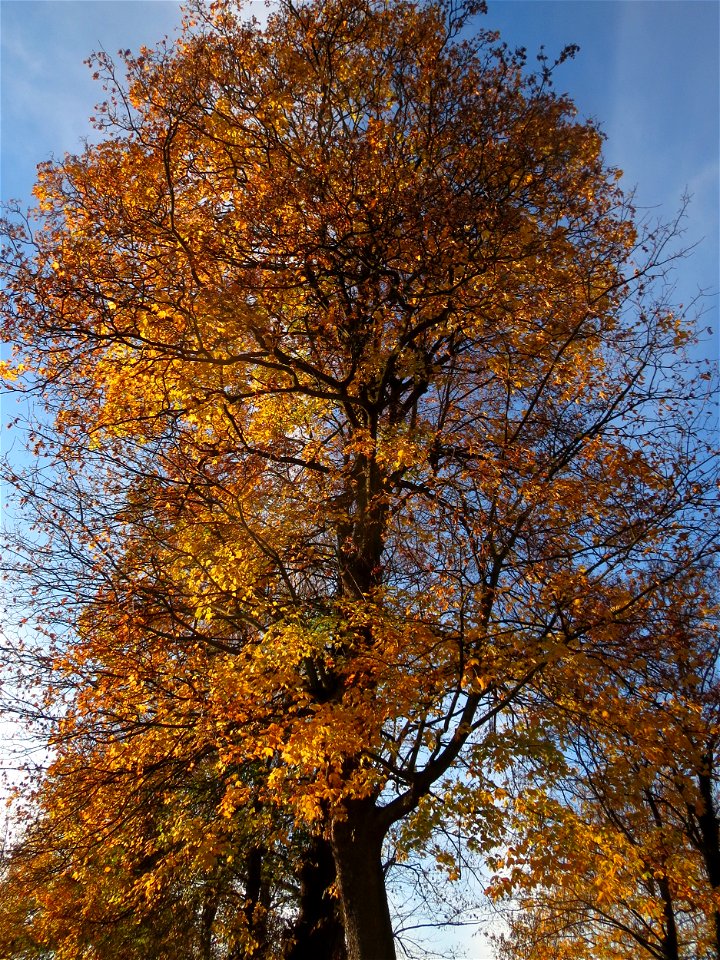 Rosskastanie (Aesculus hippocastanum) in Saarbrücken photo