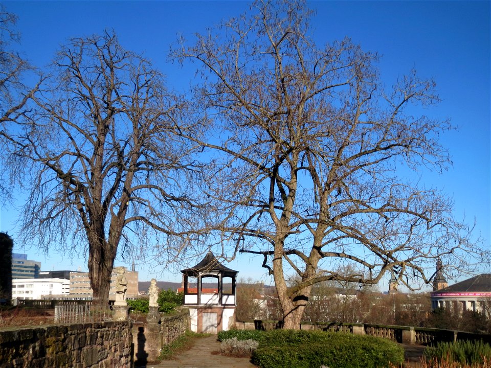 Rosskastanie (Aesculus hippocastanum) und Kaukasische Flügelnuss (Pterocarya fraxinifolia) am Schloss Saarbrücken