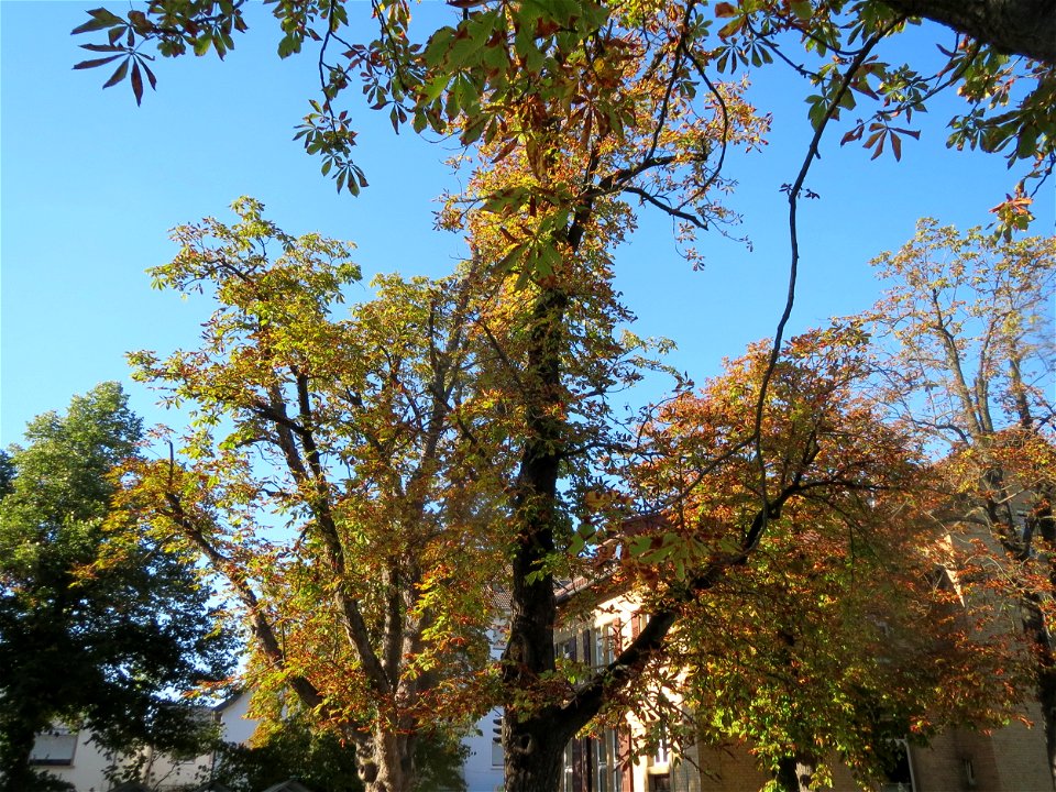 Herbstende Rosskastanien (Aesculus hippocastanum) auf einem Schulhof in Hockenheim