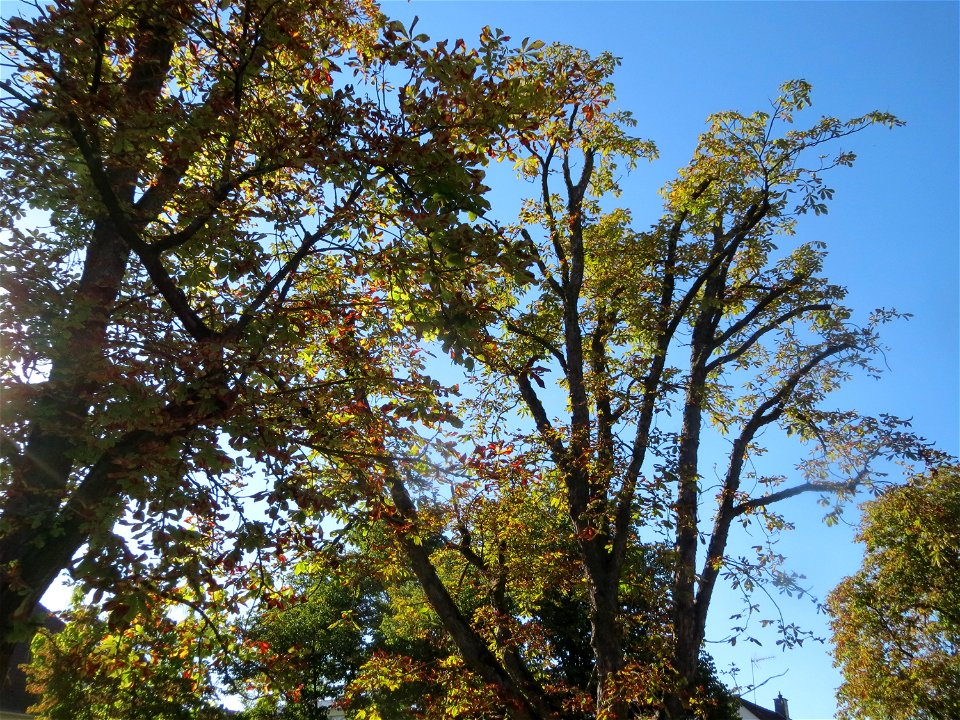 Herbstende Rosskastanien (Aesculus hippocastanum) auf einem Schulhof in Hockenheim