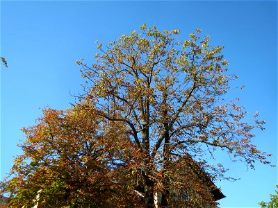 Herbstende Rosskastanien (Aesculus hippocastanum) auf einem Schulhof in Hockenheim