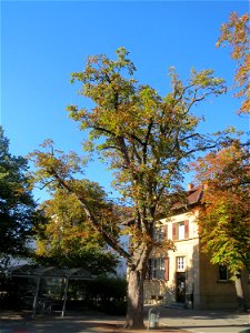 Herbstende Rosskastanien (Aesculus hippocastanum) auf einem Schulhof in Hockenheim