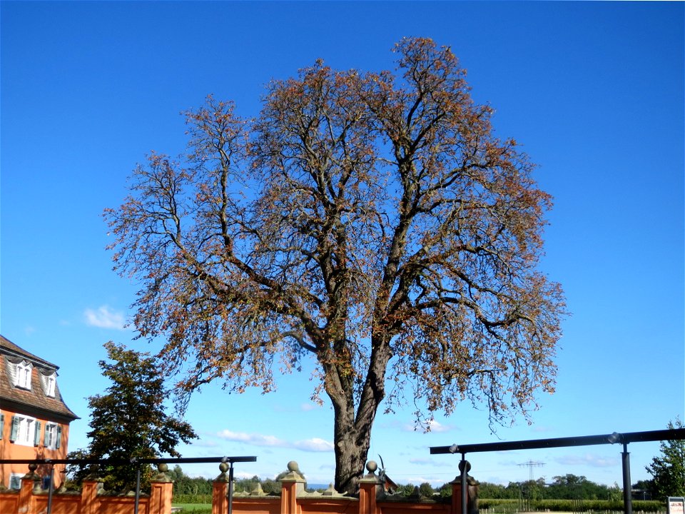 Rosskastanien (Aesculus hippocastanum) bei der Eremitage in Waghäusel