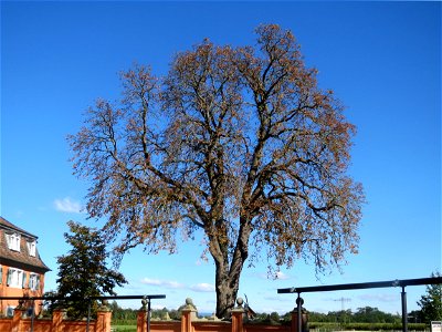 Rosskastanien (Aesculus hippocastanum) bei der Eremitage in Waghäusel photo