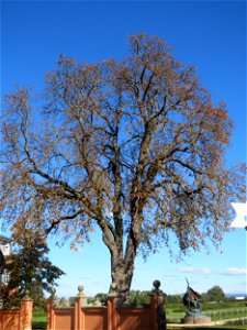 Rosskastanien (Aesculus hippocastanum) bei der Eremitage in Waghäusel