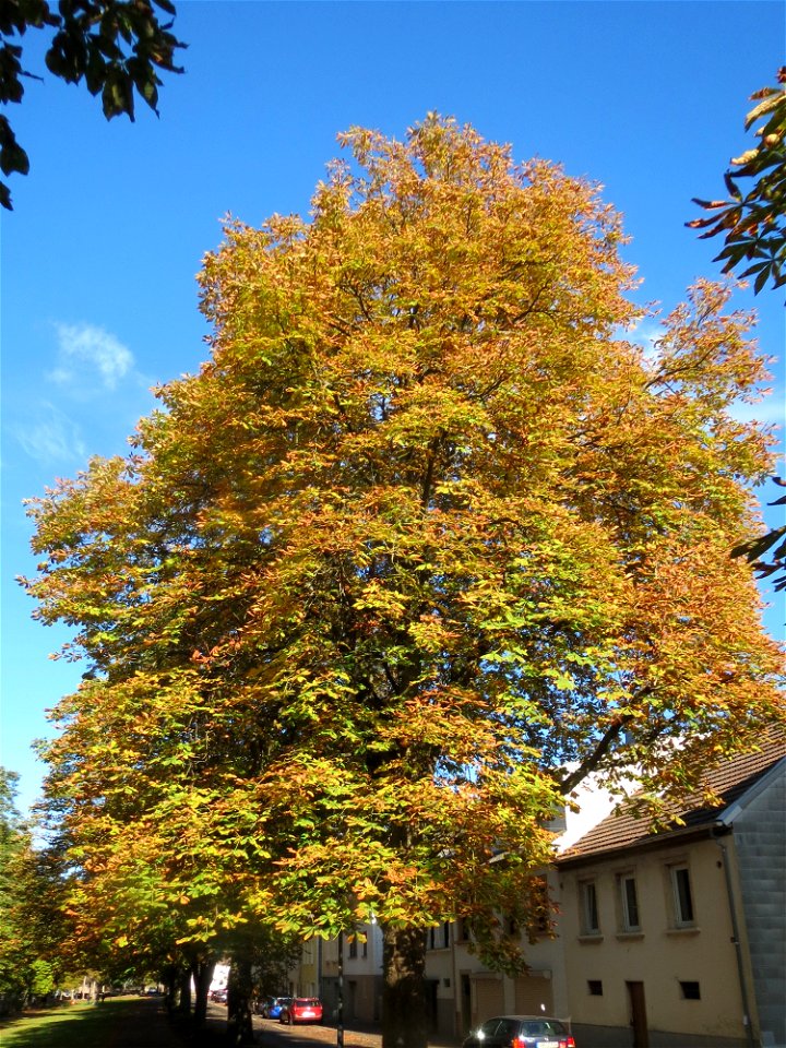 Gewöhnliche Rosskastanie  (Aesculus hippocastanum) in St. Ingbert