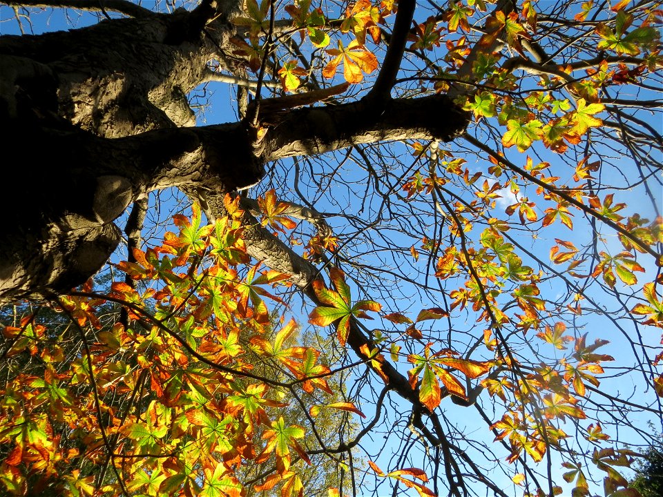 Rosskastanie (Aesculus hippocastanum) in Hockenheim
