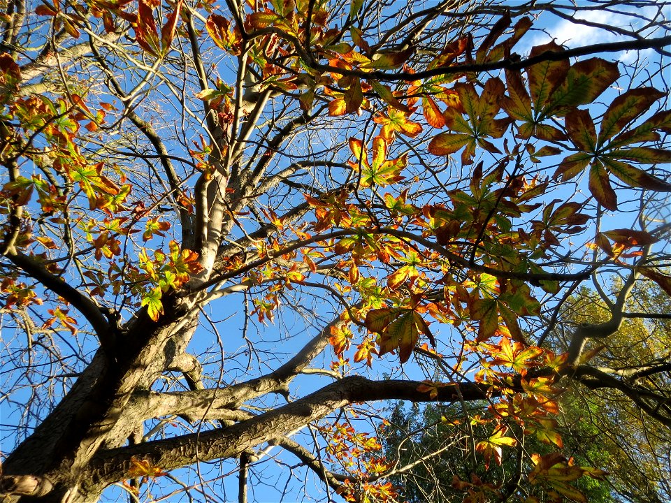 Rosskastanie (Aesculus hippocastanum) in Hockenheim photo