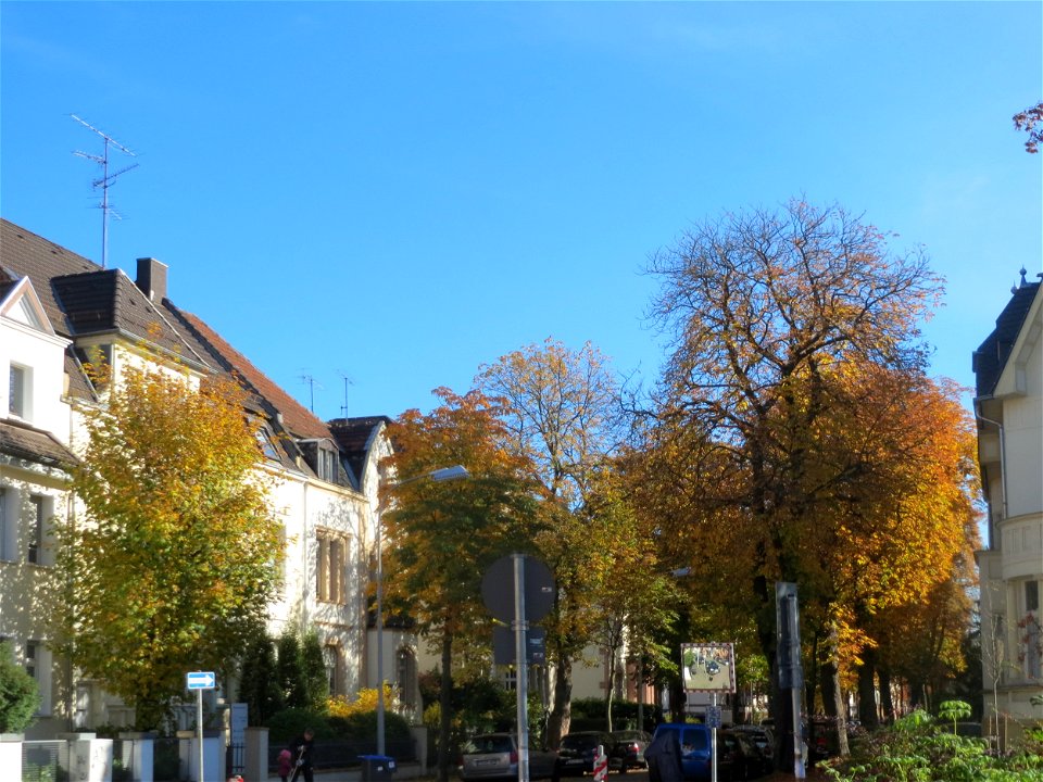 Rosskastanie (Aesculus hippocastanum) an der Bismarckstraße in Saarbrücken