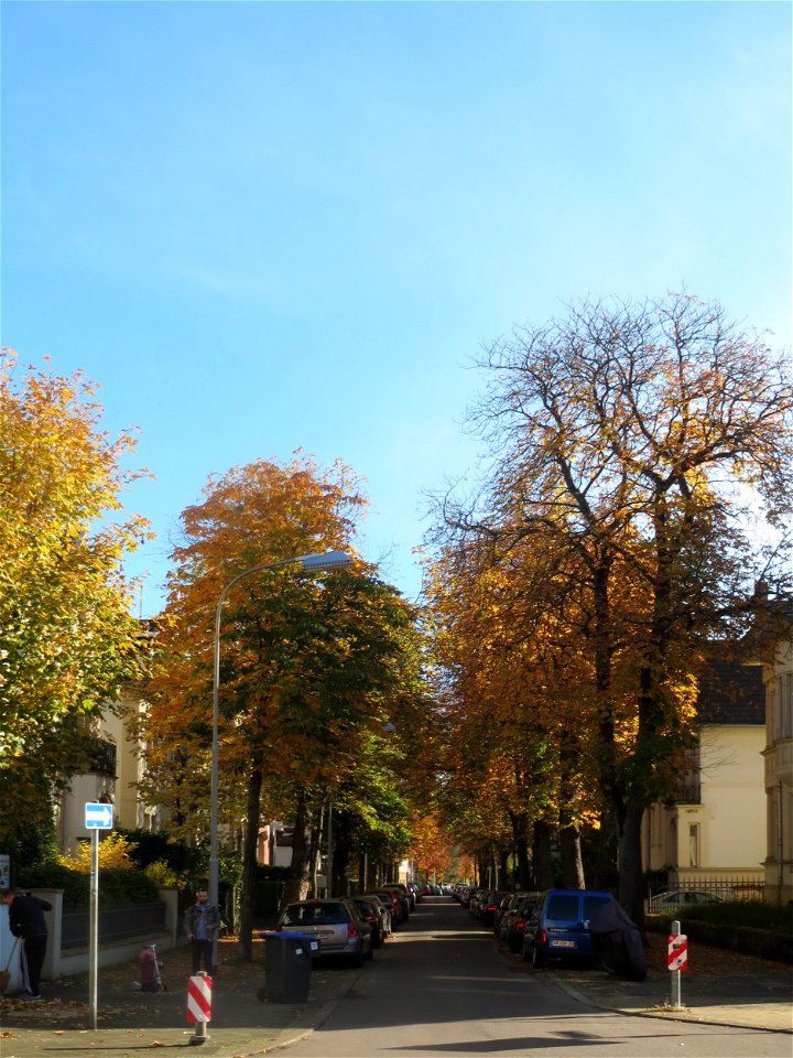 Rosskastanie (Aesculus hippocastanum) an der Bismarckstraße in Saarbrücken