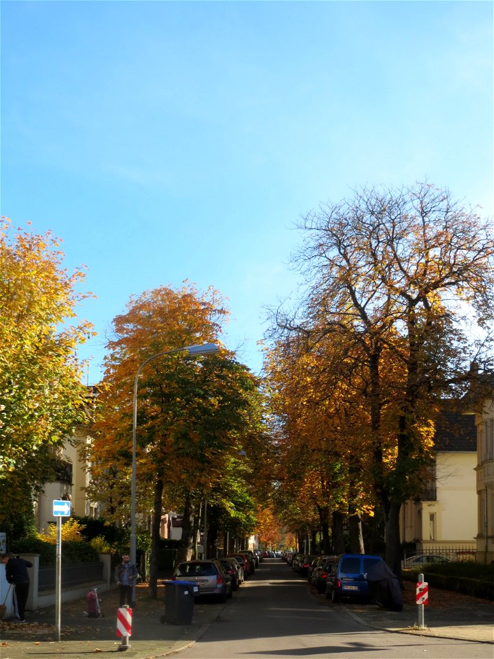 Rosskastanie (Aesculus hippocastanum) an der Bismarckstraße in Saarbrücken photo