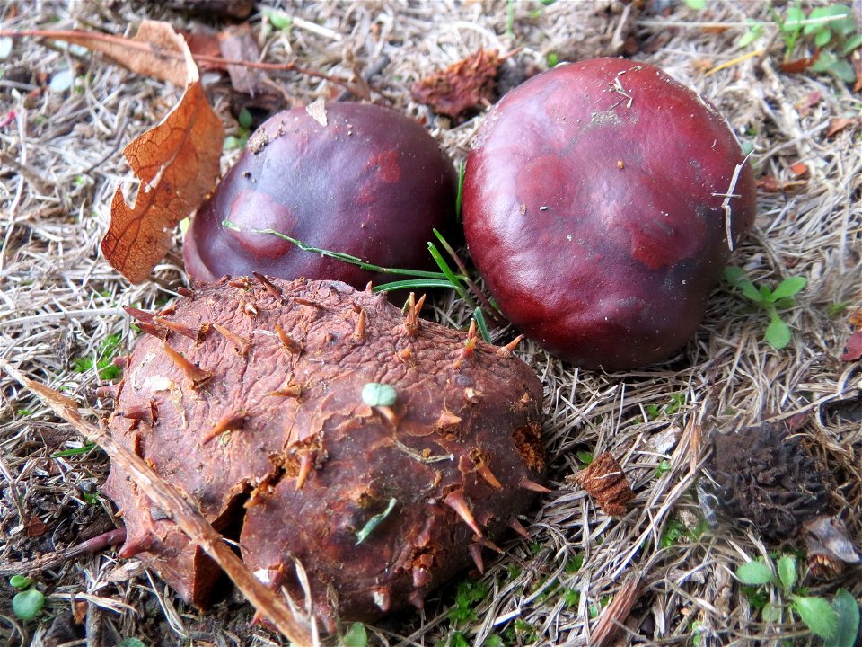 Rosskastanie (Aesculus hippocastanum) in der Berlinallee in Hockenheim