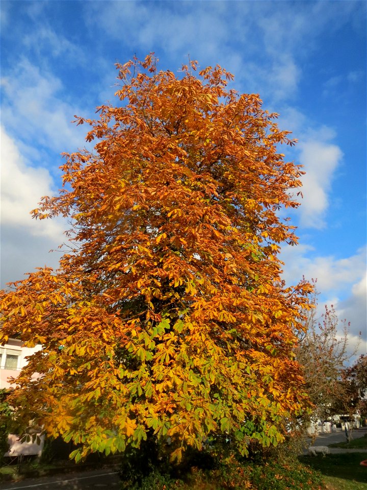Rosskastanie (Aesculus hippocastanum) in der Berlinallee in Hockenheim