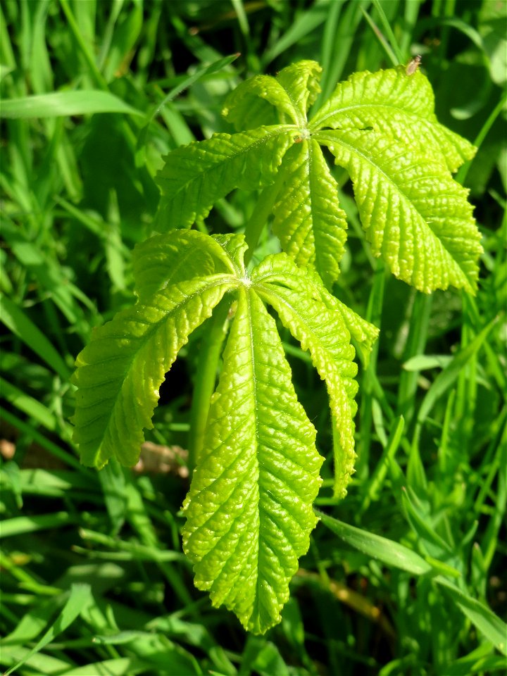 Junge Blätter der Rosskastanie (Aesculus hippocastanum) in Hockenheim