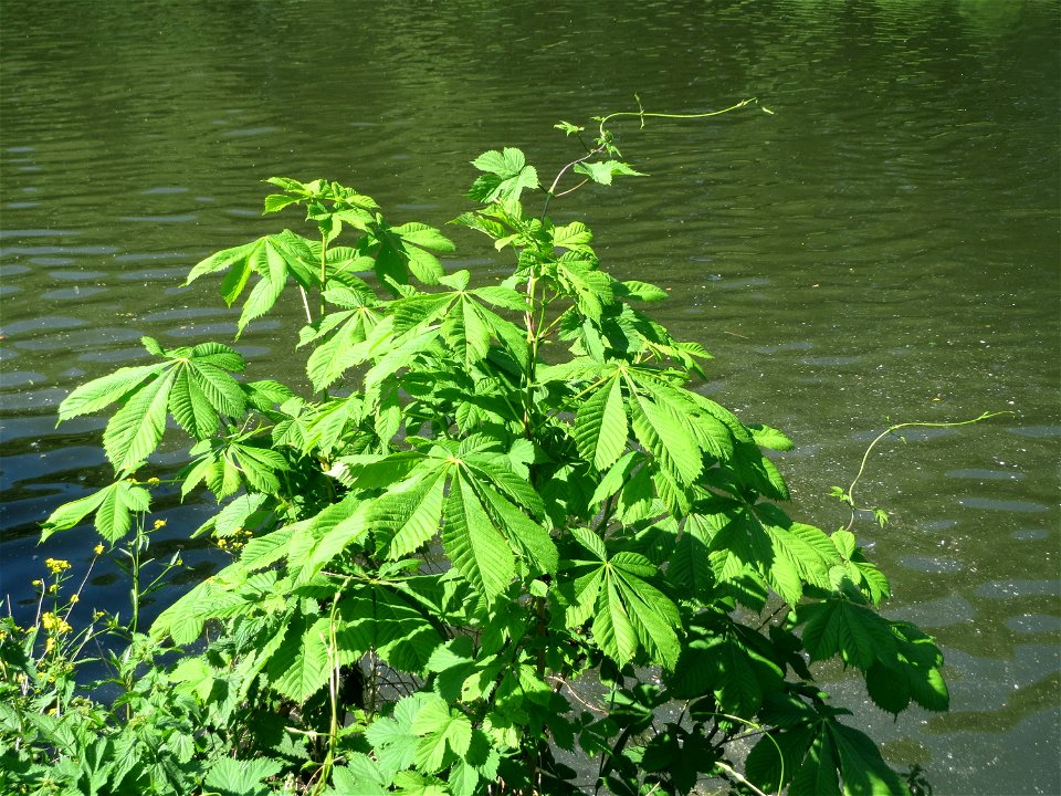 Ausgewilderte Rosskastanie (Aesculus hippocastanum) an der Saar in Saarbrücken