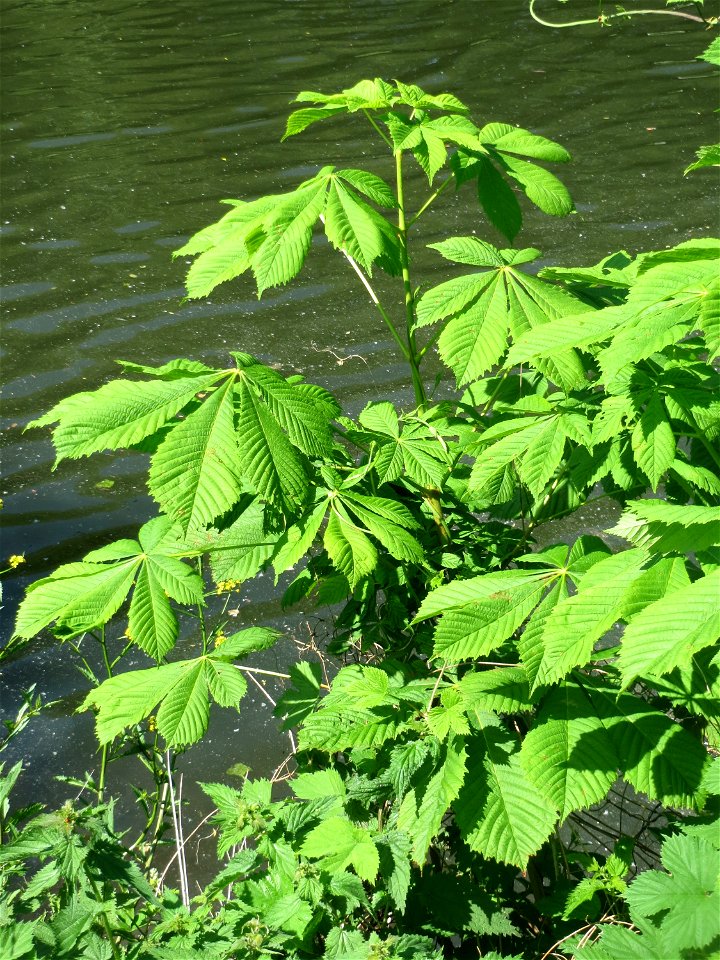 Ausgewilderte Rosskastanie (Aesculus hippocastanum) an der Saar in Saarbrücken