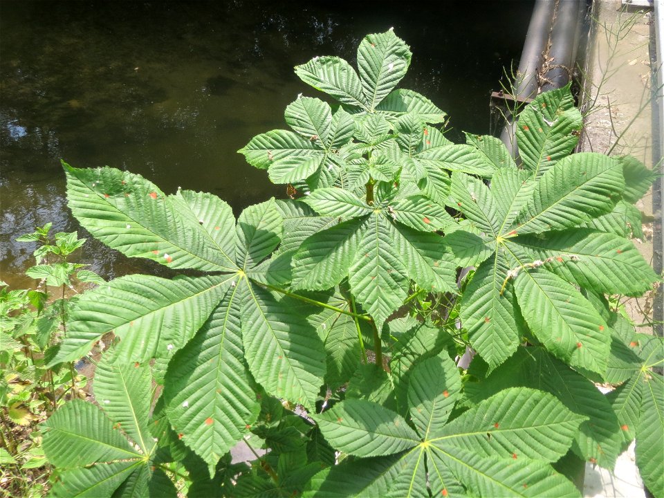 Wild angegangene Rosskastanie (Aesculus hippocastanum) beim Insultheimer Hof im Landschaftsschutzgebiet „Hockenheimer Rheinbogen“