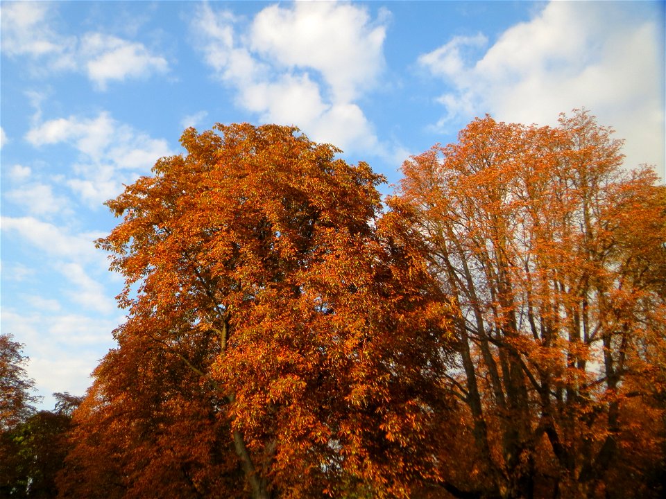 Rosskastanien (Aesculus hippocastanum) am Zähringer Kanal in Schwetzingen