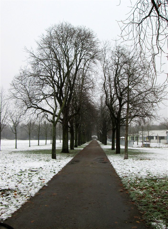 Rosskastanienallee (Aesculus hippocastanum) in Hockenheim nach dem Wintereinbruch vom 1. Dezember 2017