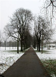 Rosskastanienallee (Aesculus hippocastanum) in Hockenheim nach dem Wintereinbruch vom 1. Dezember 2017