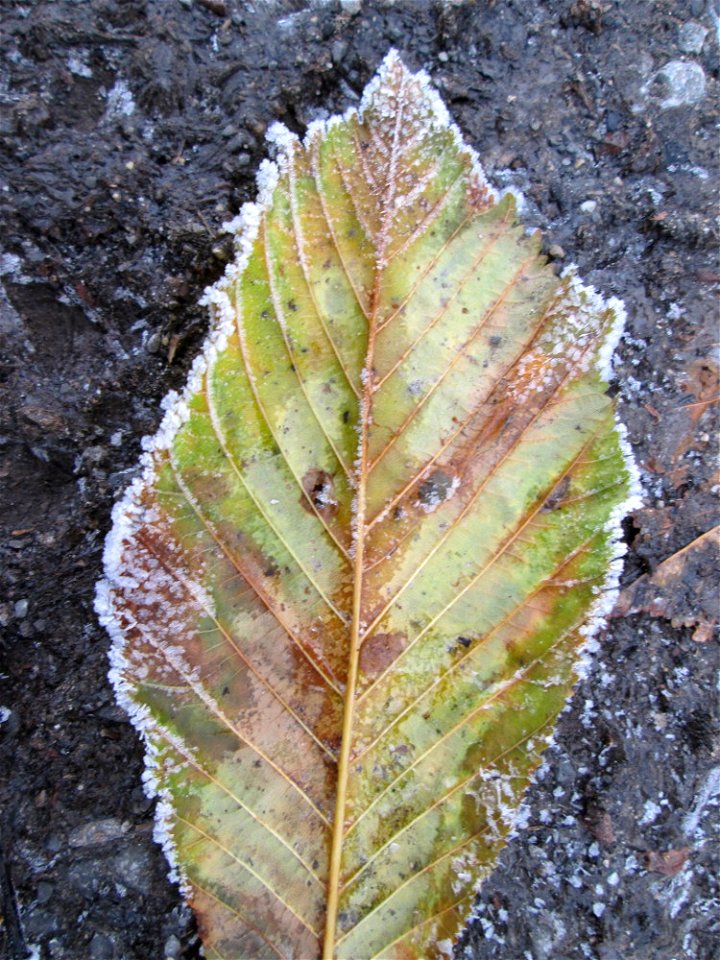 Angefrorenes Herbstlaub der Rosskastanie (Aesculus hippocastanum) in Hockenheim nach dem Wintereinbruch vom 1. Dezember 2017