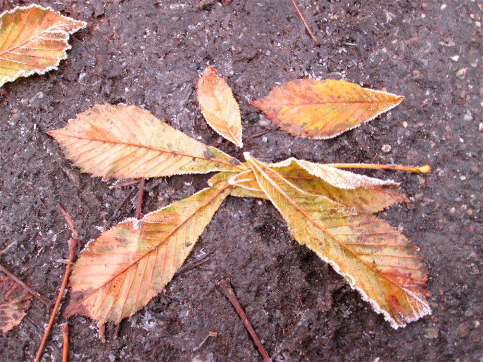 Angefrorenes Herbstlaub der Rosskastanie (Aesculus hippocastanum) in Hockenheim nach dem Wintereinbruch vom 1. Dezember 2017