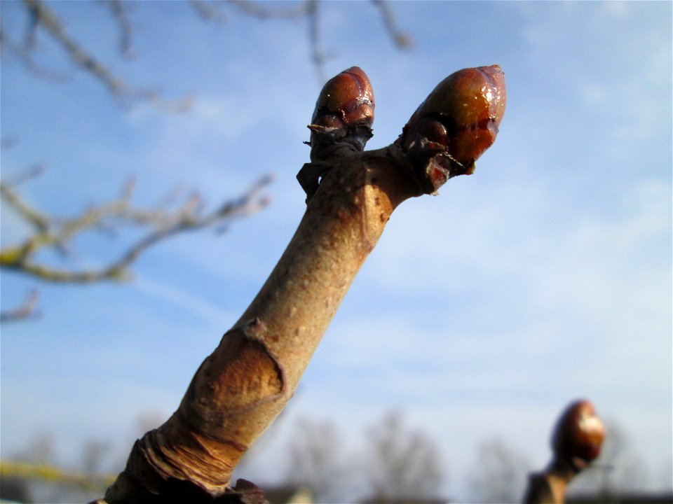Rosskastanie (Aesculus hippocastanum) in Hockenheim