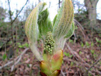 Knospende Rosskastanie (Aesculus hippocastanum) in Hockenheim - an diesem Standort womöglich ausgewildert photo