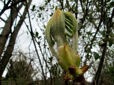 Knospende Rosskastanie (Aesculus hippocastanum) in Hockenheim - an diesem Standort womöglich ausgewildert photo