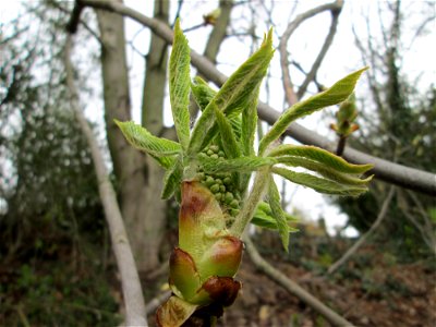 Knospende Rosskastanie (Aesculus hippocastanum) in Hockenheim - an diesem Standort womöglich ausgewildert