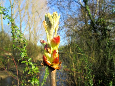 Knospende Rosskastanie (Aesculus hippocastanum) am Kraichbach in Hockenheim - an diesem Standort ausgewildert photo