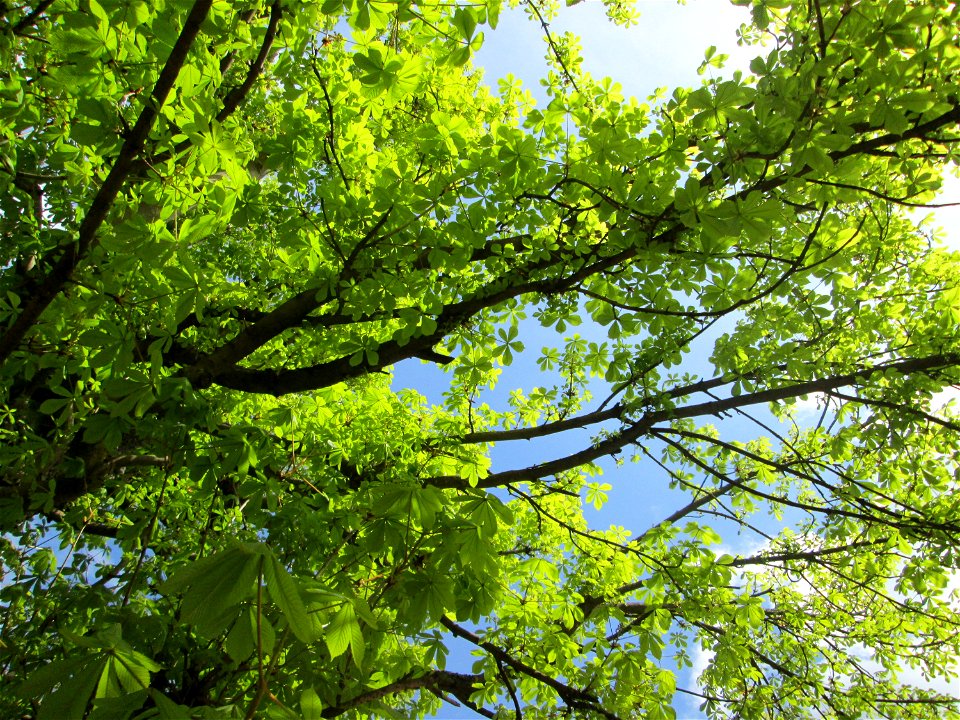 Gewöhnliche Rosskastanie  (Aesculus hippocastanum) im Biergarten der „Wilden Ente“ in Güdingen-Unner